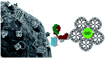 Graphical abstract: PAMAM-functionalized water soluble quantum dots for cancer cell targeting