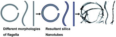 Graphical abstract: Morphology-controlled synthesis of silica nanotubes through pH- and sequence-responsive morphological change of bacterial flagellar biotemplates