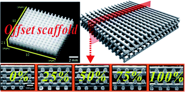 Graphical abstract: Effects of offset values of solid freeform fabricated PCL–β-TCP scaffolds on mechanical properties and cellular activities in bone tissue regeneration