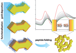 Graphical abstract: Specific functionalization of CTAB stabilized anisotropic gold nanoparticles with polypeptides for folding-mediated self-assembly
