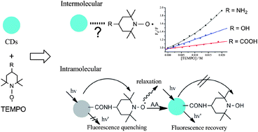 Graphical abstract: Electron transfer quenching by nitroxide radicals of the fluorescence of carbon dots