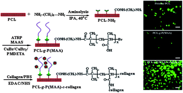 Graphical abstract: Surface modification of polycaprolactone substrates using collagen-conjugated poly(methacrylic acid) brushes for the regulation of cell proliferation and endothelialisation