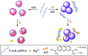 Graphical abstract: A triple-channel optical signal probe for Hg2+ detection based on acridine orange and aptamer-wrapped gold nanoparticles