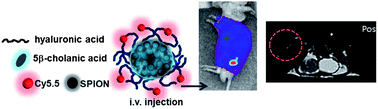 Graphical abstract: Amphiphilic hyaluronic acid-based nanoparticles for tumor-specific optical/MR dual imaging