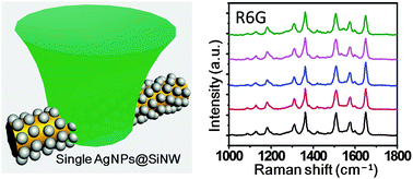 Graphical abstract: Highly sensitive, reproducible, and stable SERS sensors based on well-controlled silver nanoparticle-decorated silicon nanowire building blocks