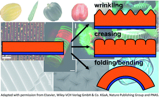 Graphical abstract: Biomimetic 3D self-assembling biomicroconstructs by spontaneous deformation of thin polymer films