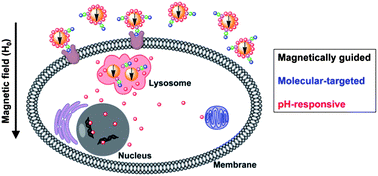 Graphical abstract: Magnetite nanoparticles as smart carriers to manipulate the cytotoxicity of anticancer drugs: magnetic control and pH-responsive release