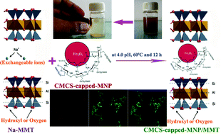 Graphical abstract: Synthesis, characterization, cellular uptake and cytotoxicity of a multi-functional magnetic nanocomposite for the targeted delivery and controlled release of doxorubicin to cancer cells