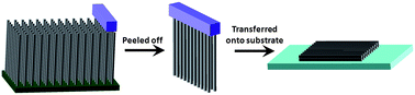 Graphical abstract: A novel fabrication of a well distributed and aligned carbon nanotube film electrode for dye-sensitized solar cells