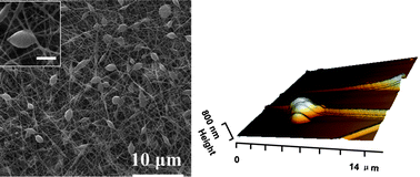 Graphical abstract: Modulating cellular behaviors through surface nanoroughness