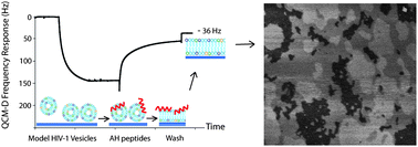 Graphical abstract: Biomimetic supported lipid bilayers with high cholesterol content formed by α-helical peptide-induced vesicle fusion