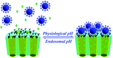 Graphical abstract: Endosomal pH-activatable magnetic nanoparticle-capped mesoporous silica for intracellular controlled release