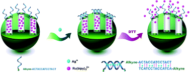 Graphical abstract: Reversible stimuli-responsive controlled release using mesoporous silica nanoparticles functionalized with a smart DNA molecule-gated switch