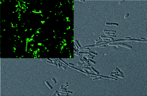 Graphical abstract: Bacteria survival and growth in multi-layered silica thin films