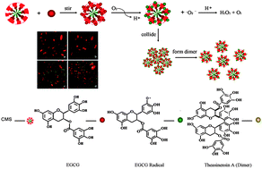 Graphical abstract: Core–shell mesoporous silica nanoparticles improve HeLa cell growth and proliferation inhibition by (−)-epigallocatechin-3-gallate by prolonging the half-life