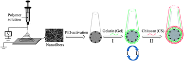 Graphical abstract: Surface modification of electrospun nanofibrous scaffolds via polysaccharide–protein assembly multilayer for neurite outgrowth