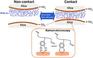 Graphical abstract: Mussel foot protein-1 (mcfp-1) interaction with titania surfaces