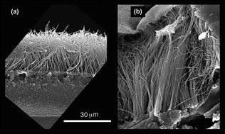 Graphical abstract: Ring-opening polymerization in molten PEEK: transient reduction of melt-viscosity by macrocyclic aromatic thioetherketones