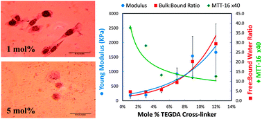 Graphical abstract: Crosslink density of a biomimetic poly(HEMA)-based hydrogel influences growth and proliferation of attachment dependent RMS 13 cells