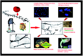 Graphical abstract: Lycopene coupled ‘trifoliate’ polyaniline nanofibers as multi-functional biomaterial