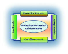 Graphical abstract: Bioinspired approaches for optimizing the strength and toughness of graphene-based polymer nanocomposites