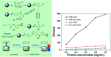 Graphical abstract: Boronic acid modified magnetic nanoparticles for enrichment of glycoproteins via azide and alkyne click chemistry