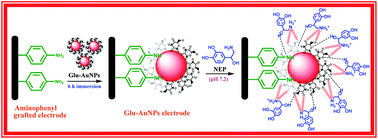 Graphical abstract: Fabrication, characterization and application of a grafting based gold nanoparticles electrode for the selective determination of an important neurotransmitter
