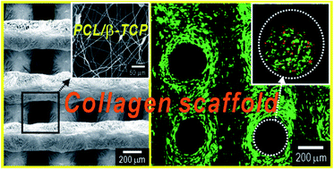 Graphical abstract: Rapid-prototyped collagen scaffolds reinforced with PCL/β-TCP nanofibres to obtain high cell seeding efficiency and enhanced mechanical properties for bone tissue regeneration