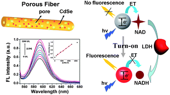Graphical abstract: Electrospun quantum dots/polymer composite porous fibers for turn-on fluorescent detection of lactate dehydrogenase