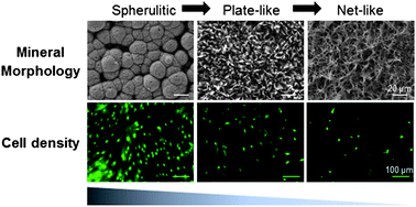 Graphical abstract: The effect of mineral coating morphology on mesenchymal stem cell attachment and expansion