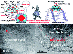 Graphical abstract: Bio-synthesis participated mechanism of mesoporous LiFePO4/C nanocomposite microspheres for lithium ion battery