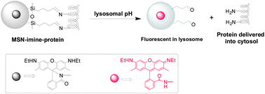 Graphical abstract: Cytosolic delivery of proteins mediated by aldehyde-displaying silica nanoparticles with pH-responsive characteristics