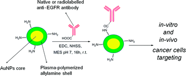 Graphical abstract: Antibody-functionalized polymer-coated gold nanoparticles targeting cancer cells: an in vitro and in vivo study