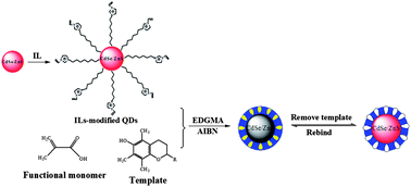 Graphical abstract: Molecularly imprinted polymer on ionic liquid-modified CdSe/ZnS quantum dots for the highly selective and sensitive optosensing of tocopherol