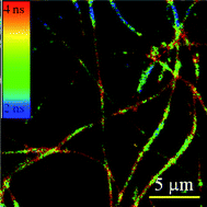 Graphical abstract: Semiconductor nanowires self-assembled from colloidal CdTe nanocrystal building blocks: optical properties and application perspectives