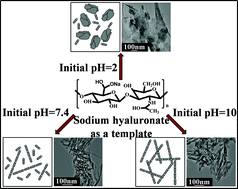 Graphical abstract: In vitro synthesis of bioactive hydroxyapatite using sodium hyaluronate as a template
