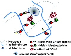 Graphical abstract: A covalently modified hydrogel blend of hyaluronan–methyl cellulose with peptides and growth factors influences neural stem/progenitor cell fate