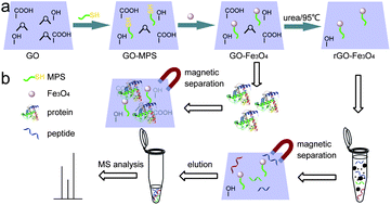 Graphical abstract: The GO/rGO–Fe3O4 composites with good water-dispersibility and fast magnetic response for effective immobilization and enrichment of biomolecules