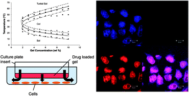 Graphical abstract: Sustained delivery of doxorubicin from thermogelling poly(PEG/PPG/PTMC urethane)s for effective eradication of cancer cells