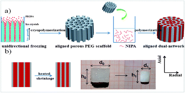 Graphical abstract: Anisotropic volume change of poly(N-isopropylacrylamide)-based hydrogels with an aligned dual-network microstructure