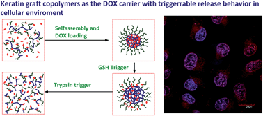 Graphical abstract: Biological stimuli responsive drug carriers based on keratin for triggerable drug delivery