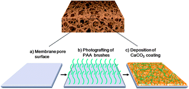 Graphical abstract: Bio-inspired CaCO3 coating for superhydrophilic hybrid membranes with high water permeability