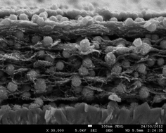 Graphical abstract: Designed electrodeposition of nanoparticles inside conducting polymers