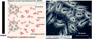 Graphical abstract: Extraction of resveratrol from polygonum cuspidatum with magnetic orcinol-imprinted poly(ethylene-co-vinyl alcohol) composite particles and their in vitro suppression of human osteogenic sarcoma (HOS) cell line