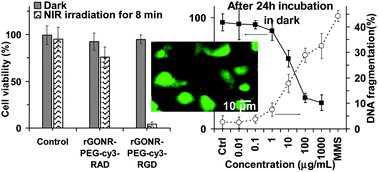Graphical abstract: Nontoxic concentrations of PEGylated graphene nanoribbons for selective cancer cell imaging and photothermal therapy