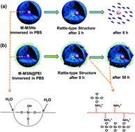 Graphical abstract: Dissolution from inside: a unique degradation behaviour of core–shell magnetic mesoporous silica nanoparticles and the effect of polyethyleneimine coating