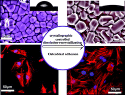 Graphical abstract: A facile method to in situ formation of hydroxyapatite single crystal architecture for enhanced osteoblast adhesion