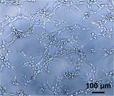 Graphical abstract: Preparation, characterization and in vitro angiogenic capacity of cobalt substituted β-tricalcium phosphate ceramics