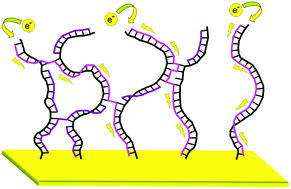 Graphical abstract: Self-templating surface-initiated polymerization: a route to synthesize conductive brushes