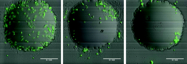 Graphical abstract: Modelling human embryoid body cell adhesion to a combinatorial library of polymer surfaces